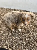 Toy Red Merle , a female Toy Australian Shepherd for sale in Bolivar, MO – Photo 2 of 3