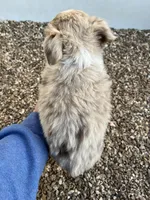 Toy Red Merle , a female Toy Australian Shepherd for sale in Bolivar, MO – Photo 3 of 3