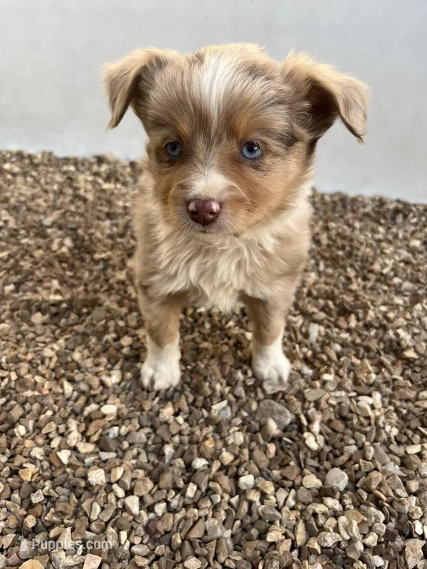 Toy Red Merle , a female Toy Australian Shepherd for sale in Bolivar, MO – Photo 1 of 3