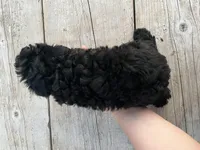 Toy Bi Boy, a male Aussiedoodle for sale in Bolivar, MO – Photo 3 of 3