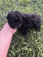 Toy Bi Boy, a male Aussiedoodle for sale in Bolivar, MO – Photo 1 of 3