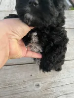 Toy Bi Boy, a male Aussiedoodle for sale in Bolivar, MO – Photo 2 of 3