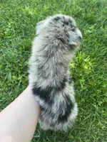 Blueberry , a male Toy Australian Shepherd for sale in Bolivar, MO – 3 of 3