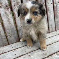 Blue Mini, a male Miniature Australian Shepherd for sale in Bolivar, MO – Photo 4 of 4