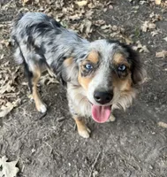 Blue Mini, a male Miniature Australian Shepherd for sale in Bolivar, MO – Photo 2 of 4