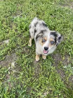 Blue Mini, a male Miniature Australian Shepherd for sale in Bolivar, MO – Photo 3 of 4