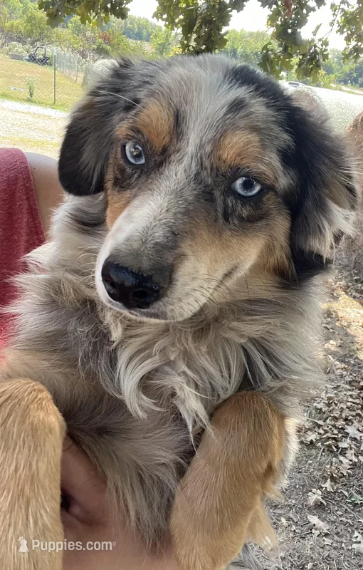 Blue Mini – Miniature Australian Shepherd puppy for sale in Bolivar, MO