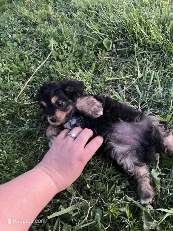 Toy Tri girl , a female Aussiedoodle for sale in Bolivar, MO – Photo 1 of 3