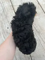 Toy Tri girl , a female Aussiedoodle for sale in Bolivar, MO – Photo 3 of 3