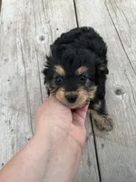 Toy Tri girl , a female Aussiedoodle for sale in Bolivar, MO – Photo 2 of 3