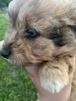 Toy Merle boy, a male Aussiedoodle for sale in Bolivar, MO – Photo 3 of 3
