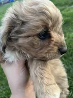 Toy Merle boy, a male Aussiedoodle for sale in Bolivar, MO – Photo 2 of 3