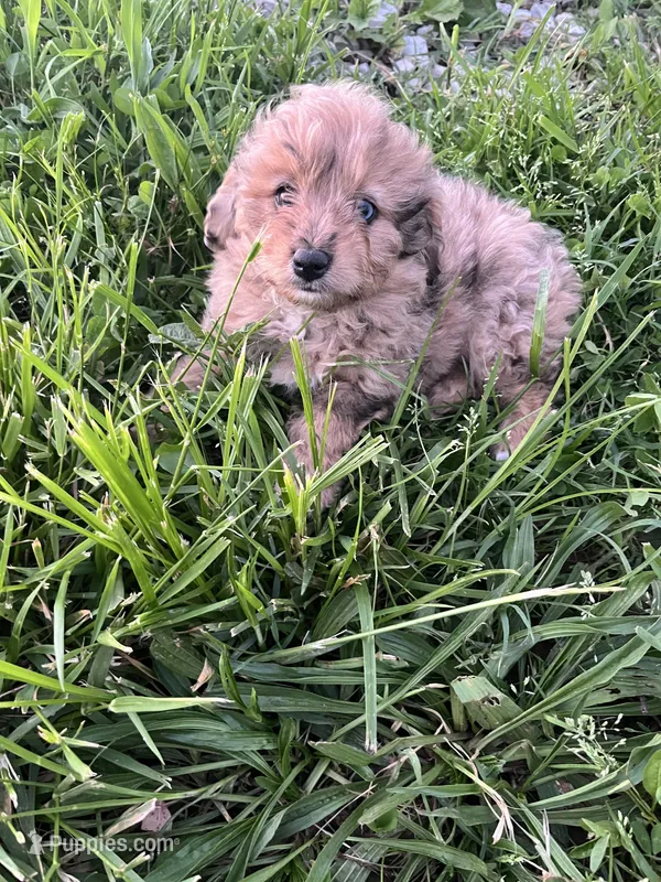 Toy Merle boy – Aussiedoodle puppy for sale in Bolivar, MO