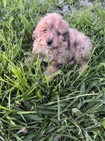 Toy Merle boy, a male Aussiedoodle for sale in Bolivar, MO – Photo 1 of 3