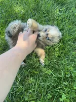 Blueberry , a male Toy Australian Shepherd for sale in Bolivar, MO – 2 of 3
