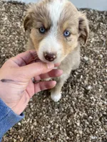 Red Merle Girl , a female Miniature Australian Shepherd for sale in Bolivar, MO – Photo 1 of 2