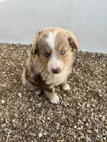 Red Merle Girl , a female Miniature Australian Shepherd for sale in Bolivar, MO – Photo 2 of 2