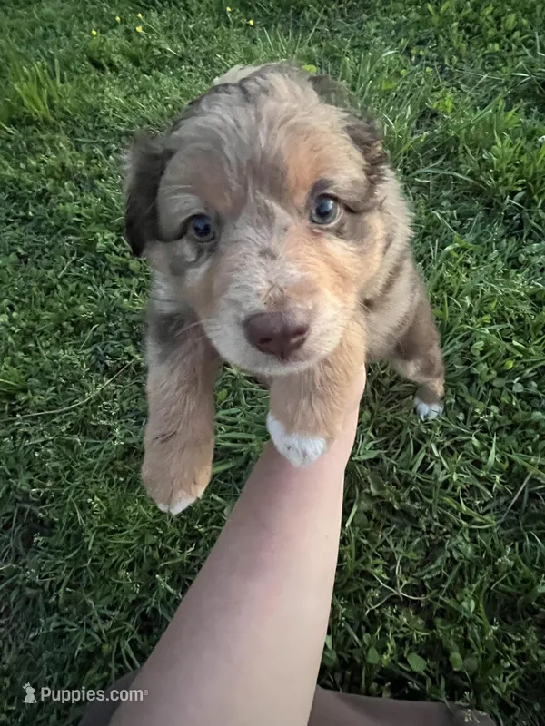 Red Merle  – Miniature Australian Shepherd puppy for sale in Bolivar, MO