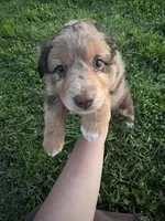 Red Merle , a male Miniature Australian Shepherd for sale in Bolivar, MO – Photo 1 of 3
