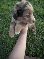 Red Merle , a male Miniature Australian Shepherd for sale in Bolivar, MO – Photo 2 of 3