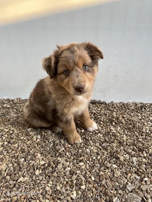 Red Merle  – Miniature Australian Shepherd puppy for sale in Bolivar, MO