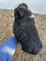 Black Tri, a male Miniature Australian Shepherd for sale in Bolivar, MO – Photo 2 of 2