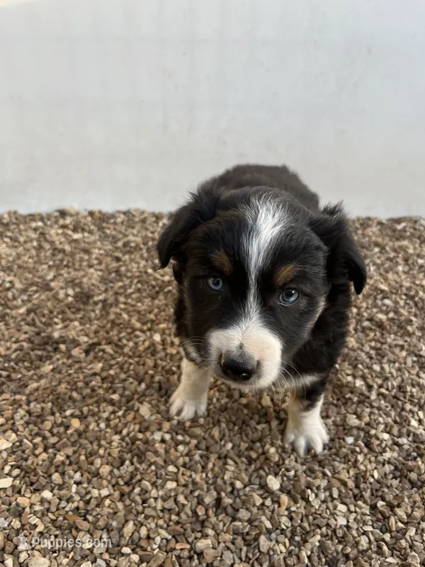 Black Tri, a male Miniature Australian Shepherd for sale in Bolivar, MO – Photo 1 of 2
