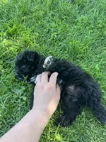 Toy black boy, a male Aussiedoodle for sale in Bolivar, MO – 2 of 5