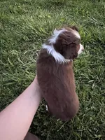 Red Tri , a male Toy Australian Shepherd for sale in Bolivar, MO – Photo 2 of 2