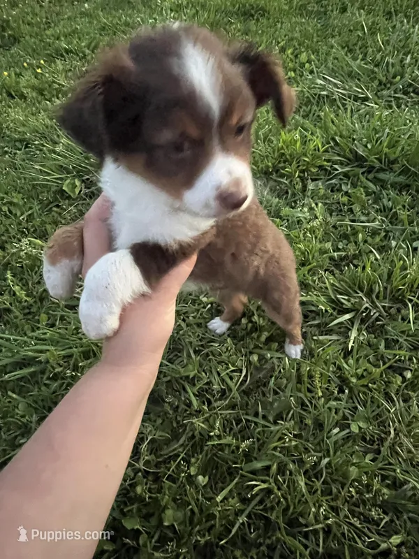 Red Tri  – Toy Australian Shepherd puppy for sale in Bolivar, MO