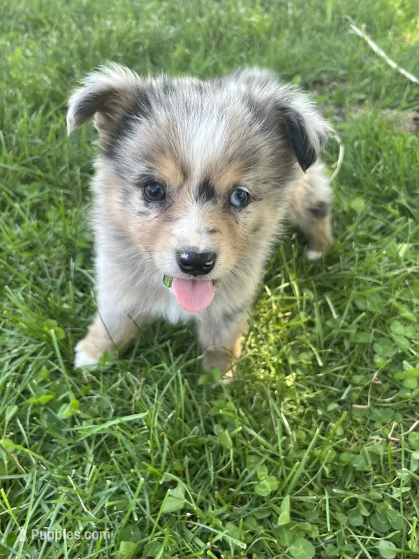 Blueberry , a male Toy Australian Shepherd for sale in Bolivar, MO – 1 of 3