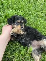 Toy Tri girl , a female Aussiedoodle for sale in Bolivar, MO – 1 of 4