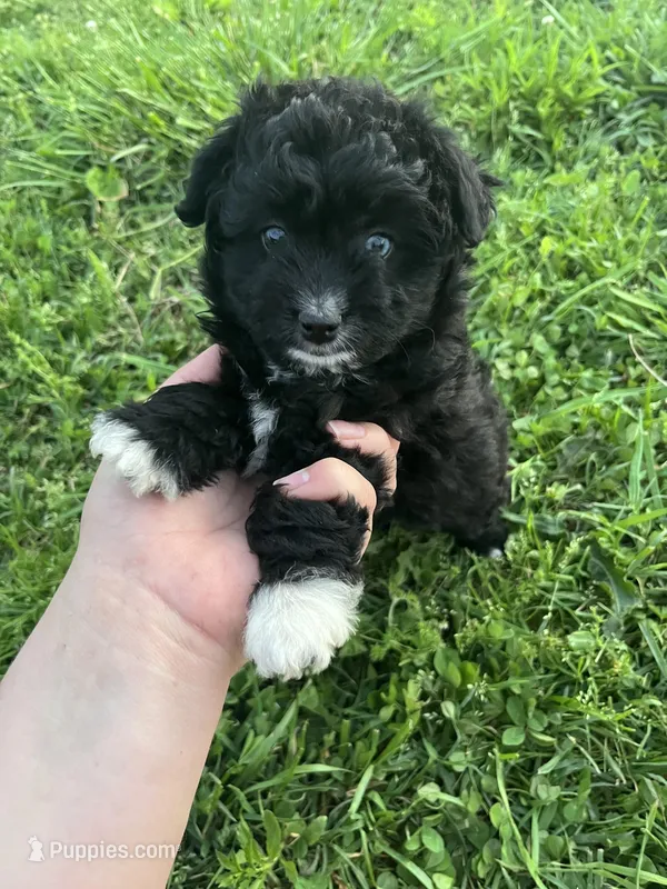 Toy girl blue eye – Aussiedoodle puppy for sale in Bolivar, MO