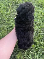 Toy girl blue eye, a female Aussiedoodle for sale in Bolivar, MO – Photo 2 of 2