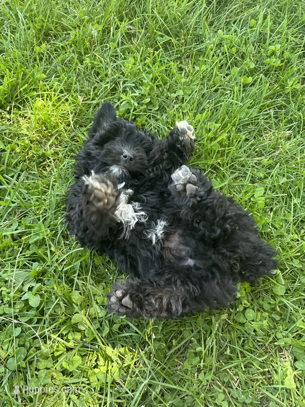 Toy black boy – Aussiedoodle puppy for sale in Bolivar, MO