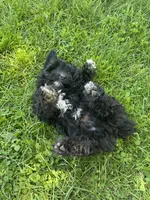 Toy black boy, a male Aussiedoodle for sale in Bolivar, MO – 1 of 5