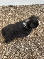 Toy black tri, a female Toy Australian Shepherd for sale in Bolivar, MO – Photo 2 of 2