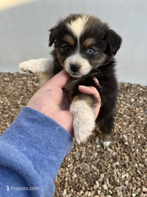 Toy black tri, a female Toy Australian Shepherd for sale in Bolivar, MO – Photo 1 of 2
