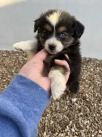 Toy black tri, a female Toy Australian Shepherd for sale in Bolivar, MO – Photo 1 of 2
