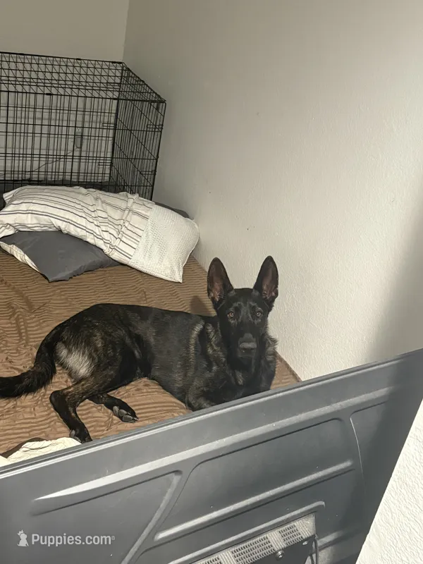 Kujo – Belgian Malinois puppy for sale in Phoenix, AZ