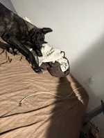 Kujo, a male Belgian Malinois for sale in Phoenix, AZ – 2 of 4