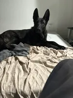 Kujo, a male Belgian Malinois for sale in Phoenix, AZ – 3 of 4