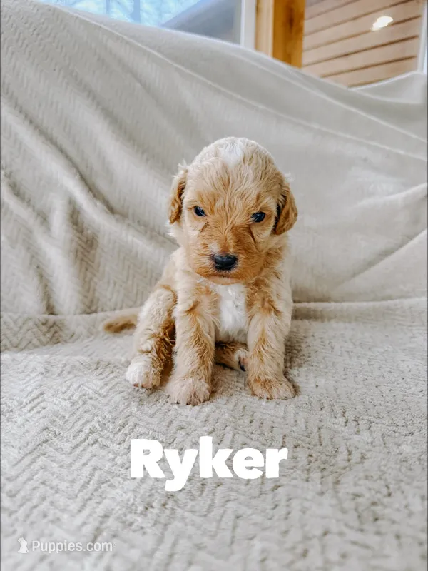 Ryker – Goldendoodle puppy for sale in Columbia City, IN