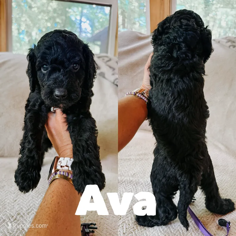 Ava – Goldendoodle puppy for sale in Columbia City, IN