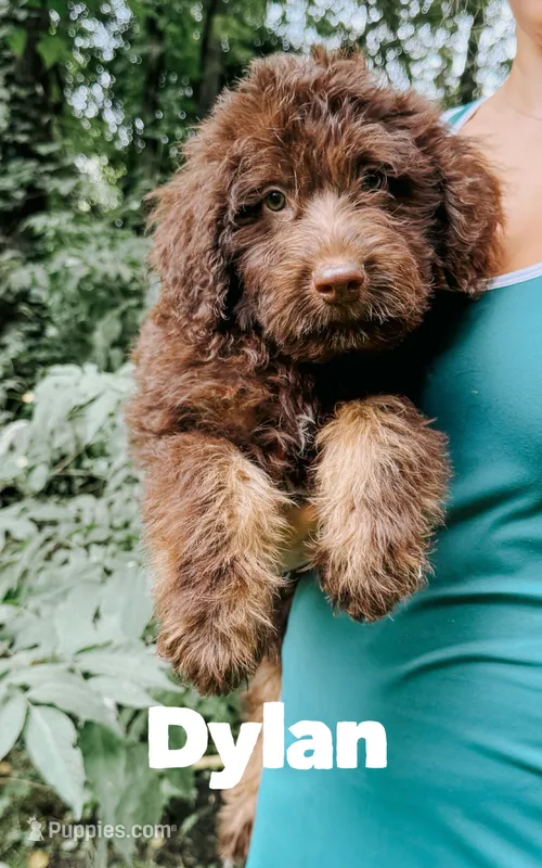 Dylan  – Aussiedoodle puppy for sale in Columbia City, IN