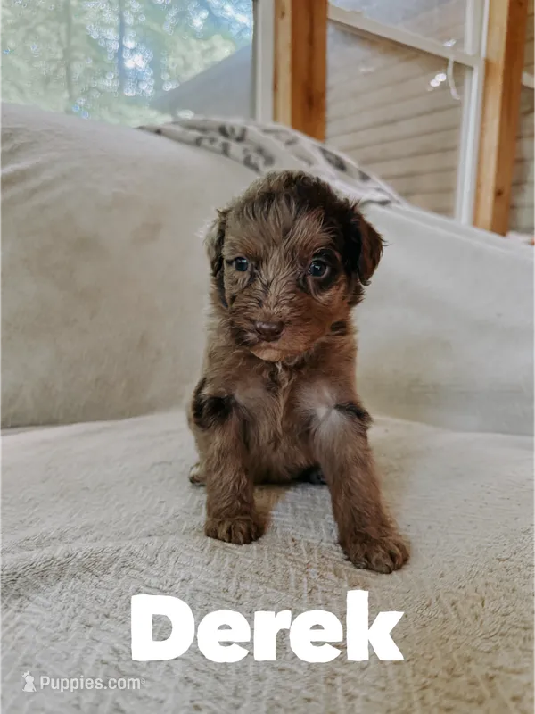 Derek  – Aussiedoodle puppy for sale in Columbia City, IN