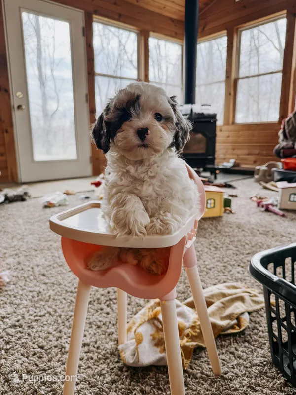 Benny – Cavapoo puppy for sale in Columbia City, IN