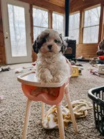 Benny, a male Cavapoo for sale in Columbia City, IN – Photo 1 of 5