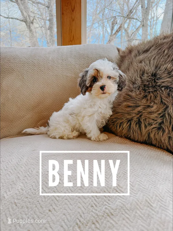 Benny – Cavapoo puppy for sale in Columbia City, IN