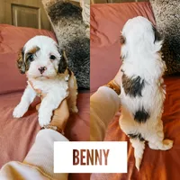 Benny, a male Cavapoo for sale in Columbia City, IN – Photo 3 of 5